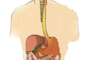 The digestive system_edited-1.jpg