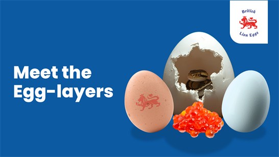 Animals that lay eggs image