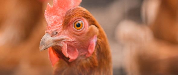 Animals that lay eggs | Egg Info