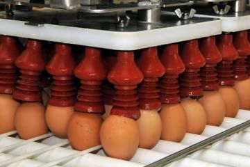 Egg production